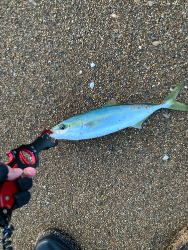 ハマチの釣果