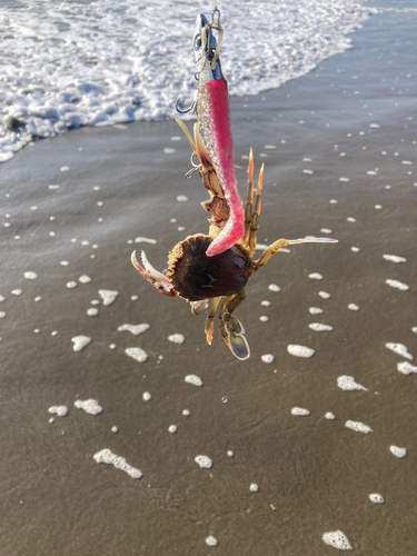 カニの釣果