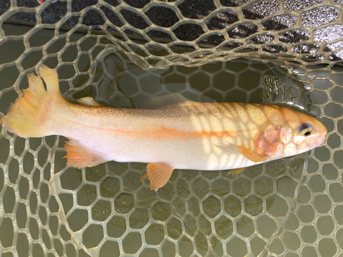 アルビノニジマスの釣果