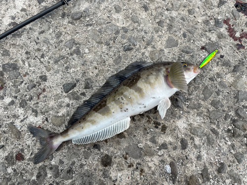 ホッケの釣果