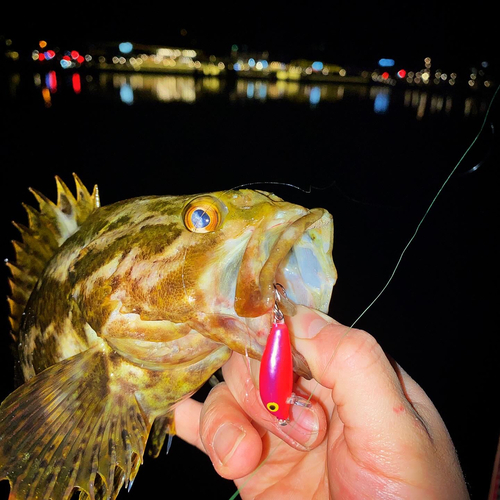 タケノコメバルの釣果