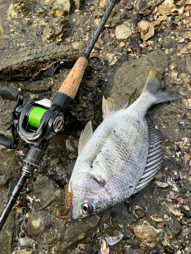 キビレの釣果