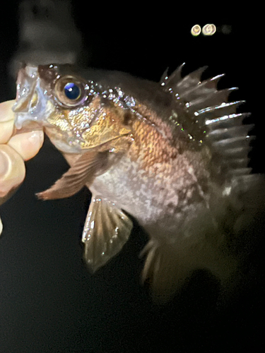 メバルの釣果