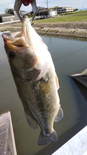 ラージマウスバスの釣果