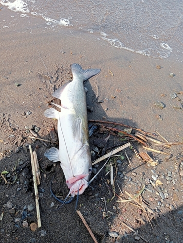 アメリカナマズの釣果