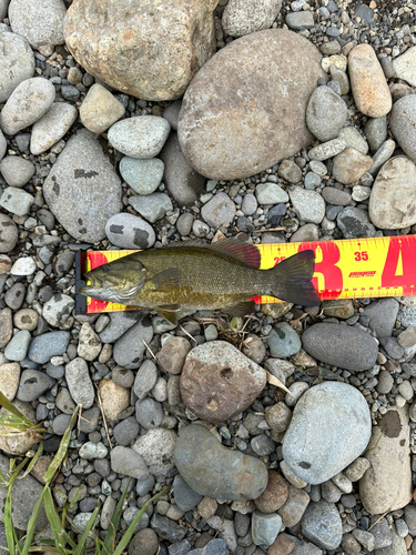 スモールマウスバスの釣果