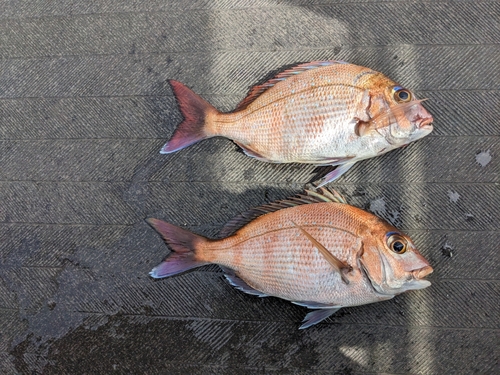 マダイの釣果