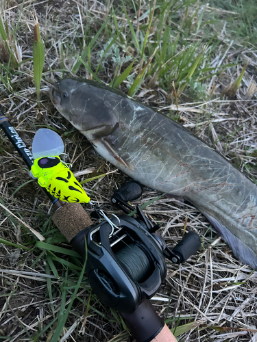 ナマズの釣果