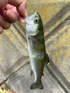 ニジマスの釣果