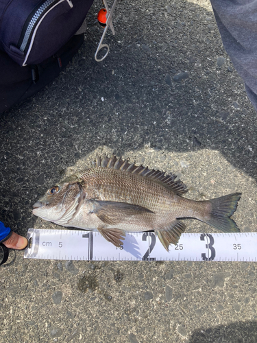 クロダイの釣果