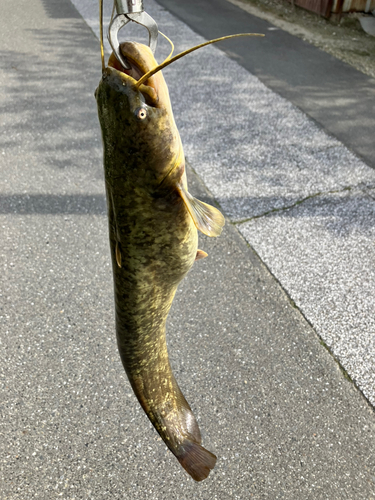 マナマズの釣果