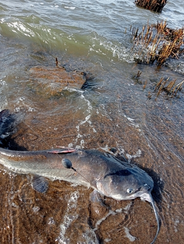 アメリカナマズの釣果