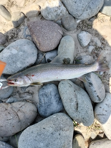 イワナの釣果