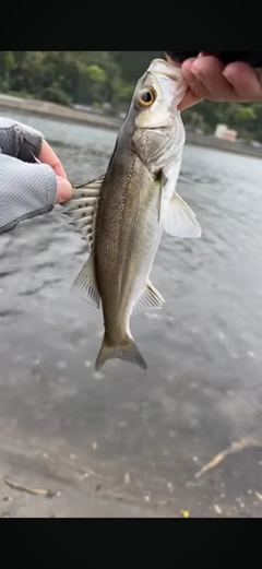 セイゴ（マルスズキ）の釣果