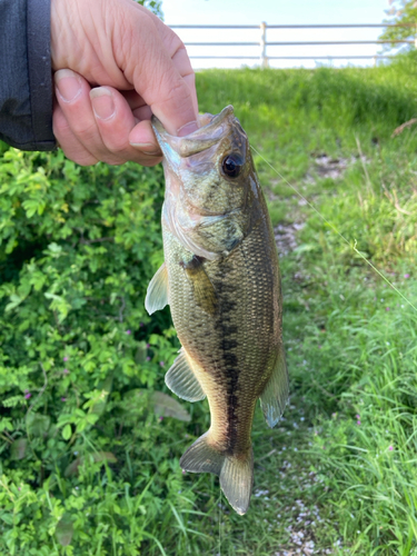 ラージマウスバスの釣果