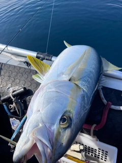 ヒラスの釣果