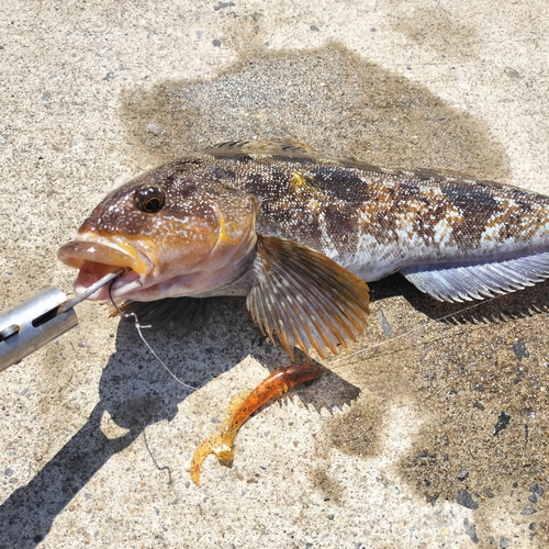 アイナメの釣果