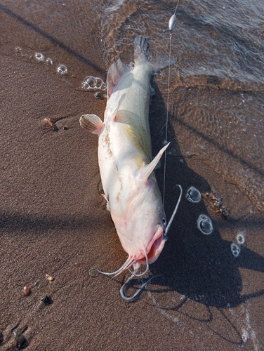 アメリカナマズの釣果