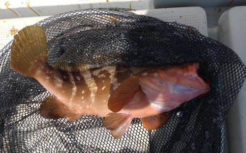 タイの釣果