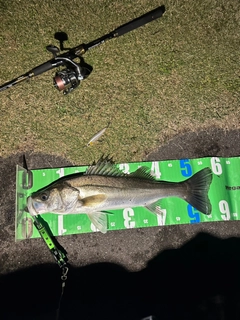 シーバスの釣果