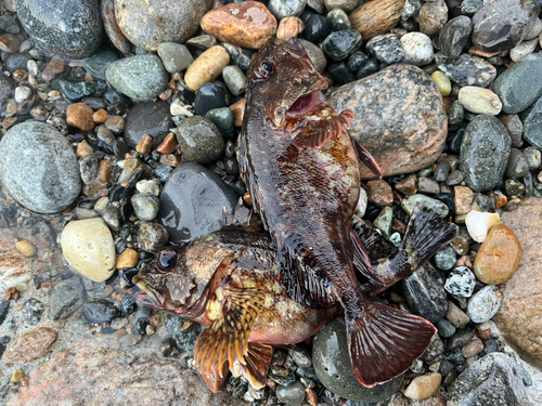 カサゴの釣果