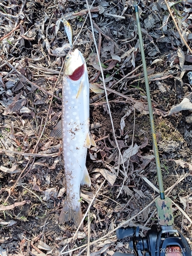 アメマスの釣果