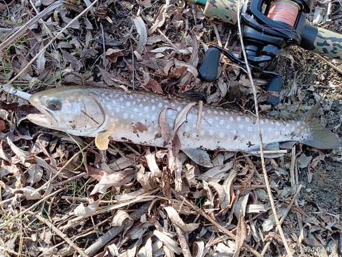 アメマスの釣果