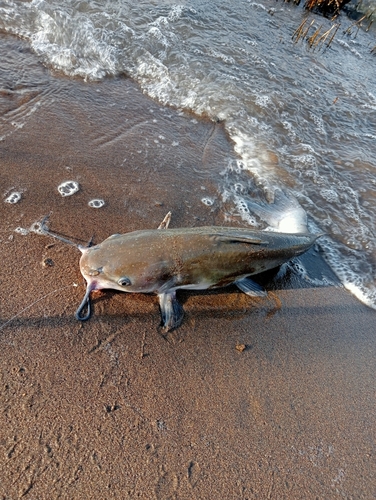 アメリカナマズの釣果