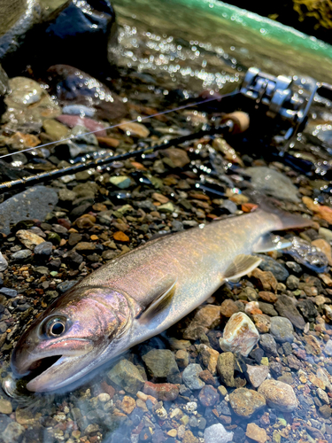 イワナの釣果