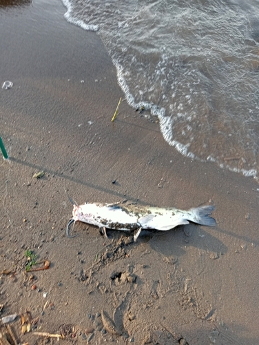 アメリカナマズの釣果