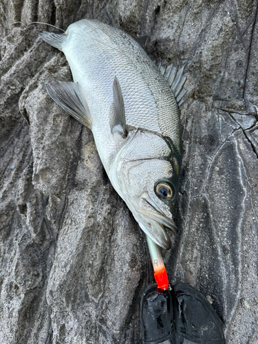 ヒラスズキの釣果