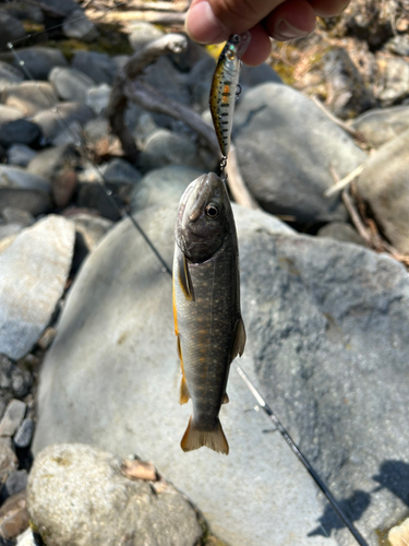 イワナの釣果