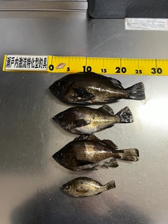 メバルの釣果