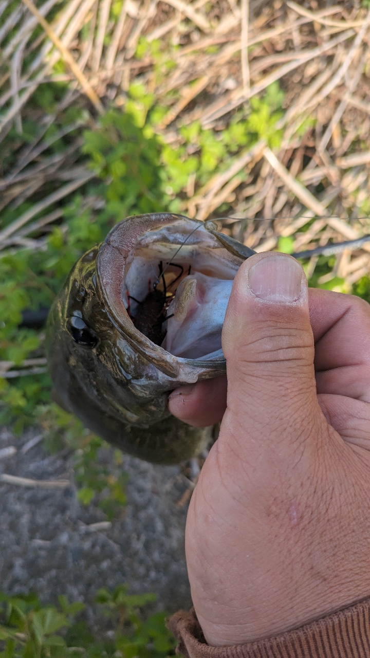 スモールマウスバス