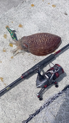 コウイカの釣果