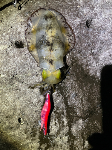 アオリイカの釣果