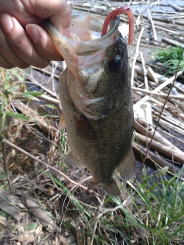 ラージマウスバスの釣果