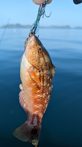 ホシササノハベラの釣果