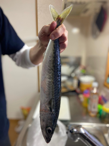 サバの釣果