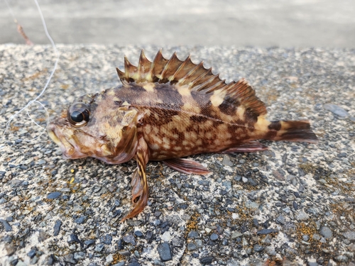 カサゴの釣果