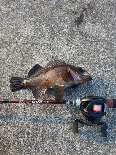 メバルの釣果