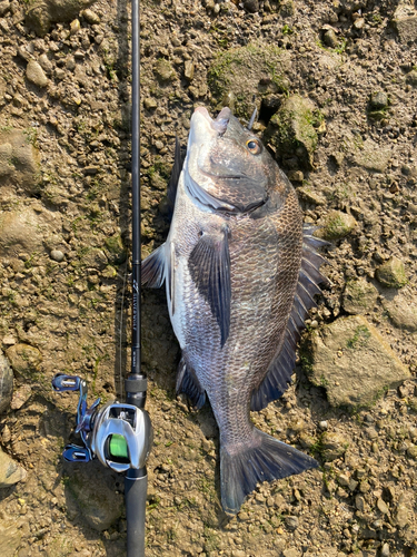 チヌの釣果