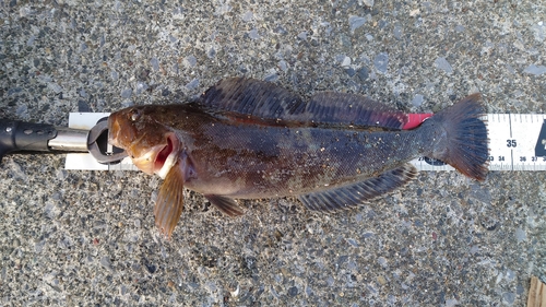 アイナメの釣果