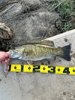 スモールマウスバスの釣果