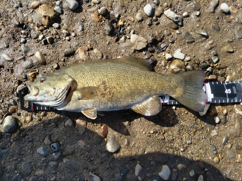 スモールマウスバスの釣果