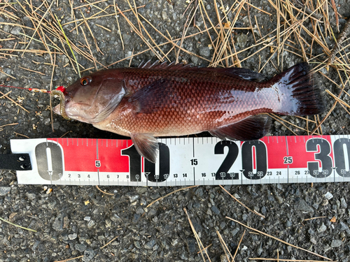 コブダイの釣果