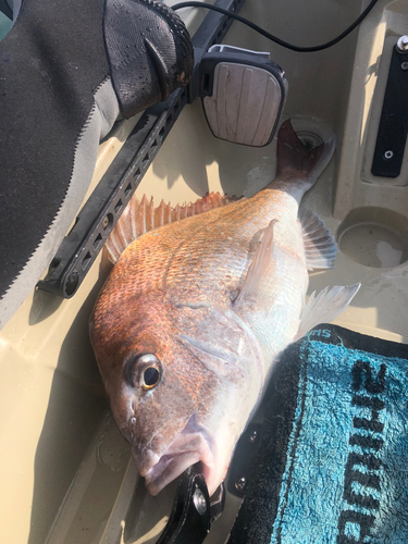 マダイの釣果