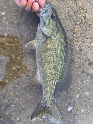 スモールマウスバスの釣果