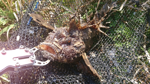 オニオコゼの釣果