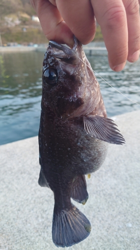 マゾイの釣果